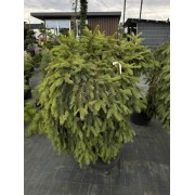 Ялина Форманек 140-150 см